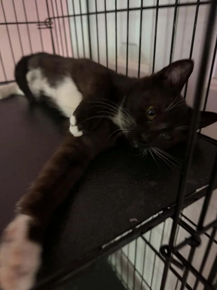 A baby small-sized male Black & White / Tuxedo Domestic Short Hair cat named Sailor for adoption in Deltona, FL