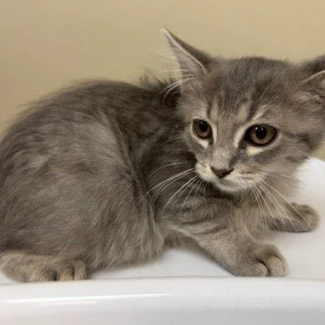 A baby small-sized male Gray / Blue / Silver Domestic Long Hair cat named Dolan for adoption in Newark, DE