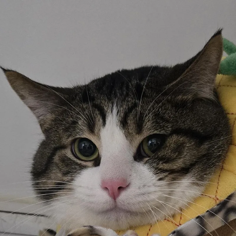 An adult large-sized male Brown / Chocolate Domestic Short Hair cat named Terrance for adoption in Dearborn, MI