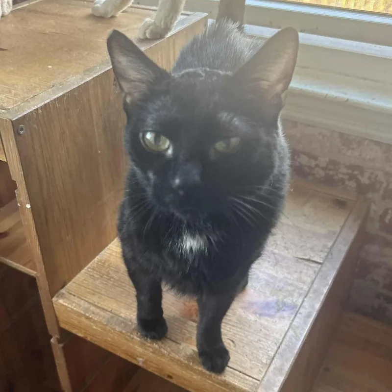 A senior medium-sized male Black Domestic Short Hair cat named Cal for adoption in Huntington, NY