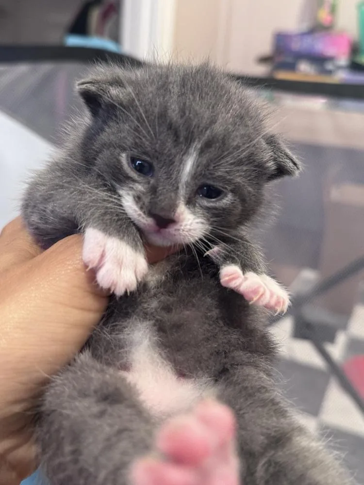 A baby medium-sized male Gray & White Domestic Short Hair cat named Oink for adoption in Clinton Township, MI