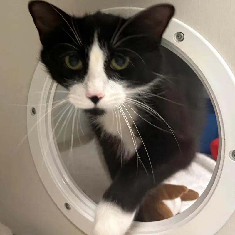 A young large-sized female Black Domestic Short Hair cat named Princess for adoption in East Hanover, NJ