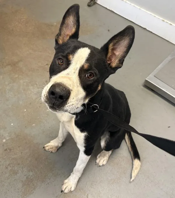 An adult medium-sized male Pit Bull Terrier dog named Louie for adoption in Salt Lake City, UT