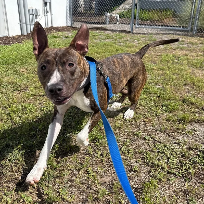 An adult medium-sized female Brindle Mixed Breed dog named Florence for adoption in Sarasota, FL