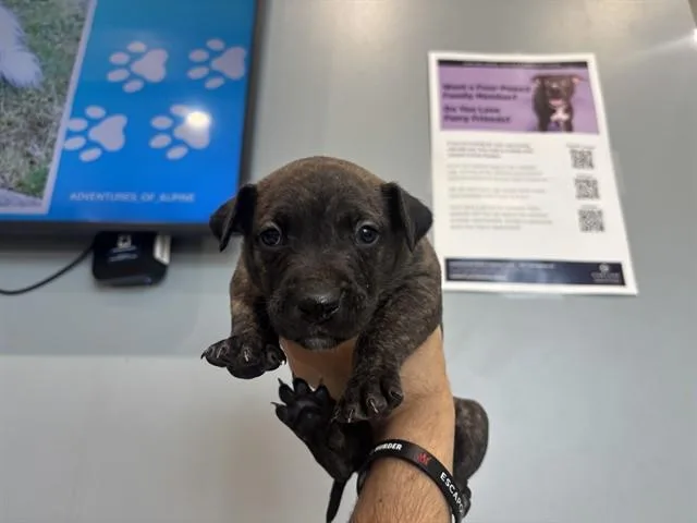 A baby small-sized female Pit Bull Terrier dog named Nevada for adoption in Garland, TX
