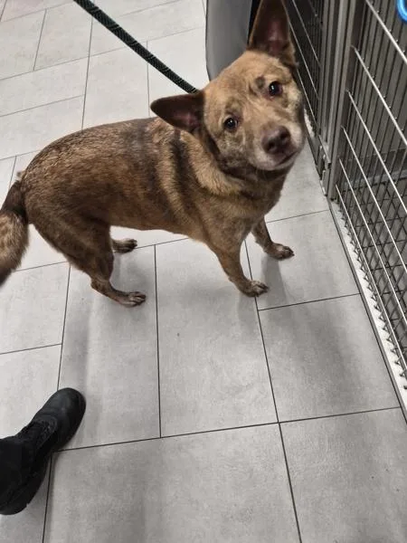 An adult medium-sized female Australian Kelpie dog named Pen Starling for adoption in Lawrenceville, GA