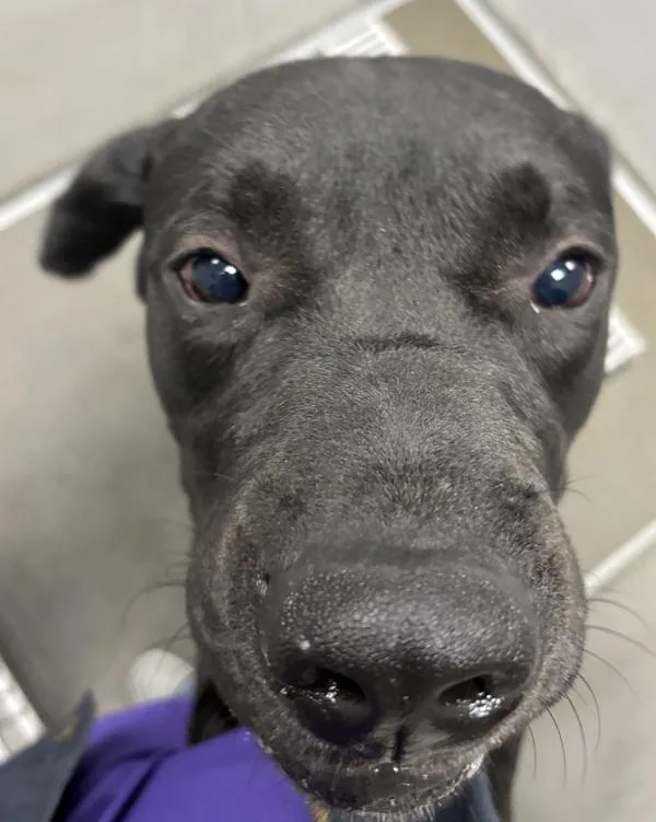 A young large-sized male Labrador Retriever dog named Max for adoption in Des Moines, IA