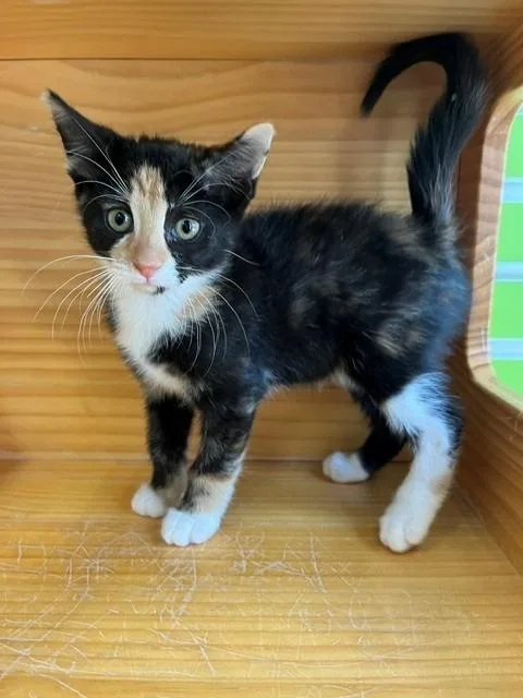 A young small-sized female Calico Domestic Short Hair cat named Pixy for adoption in Tyler, TX