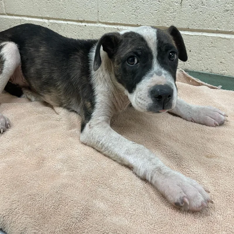 A young small-sized male White / Cream Mixed Breed dog named Phoenix for adoption in Memphis, TN