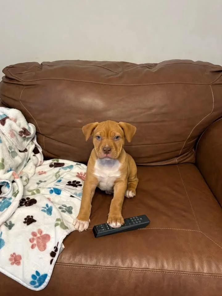 A baby large-sized female American Staffordshire Terrier dog named Navy for adoption in Berlin, NJ