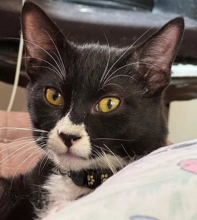 A baby medium-sized male Black & White / Tuxedo Domestic Short Hair cat named Snickers for adoption in Minneapolis, MN
