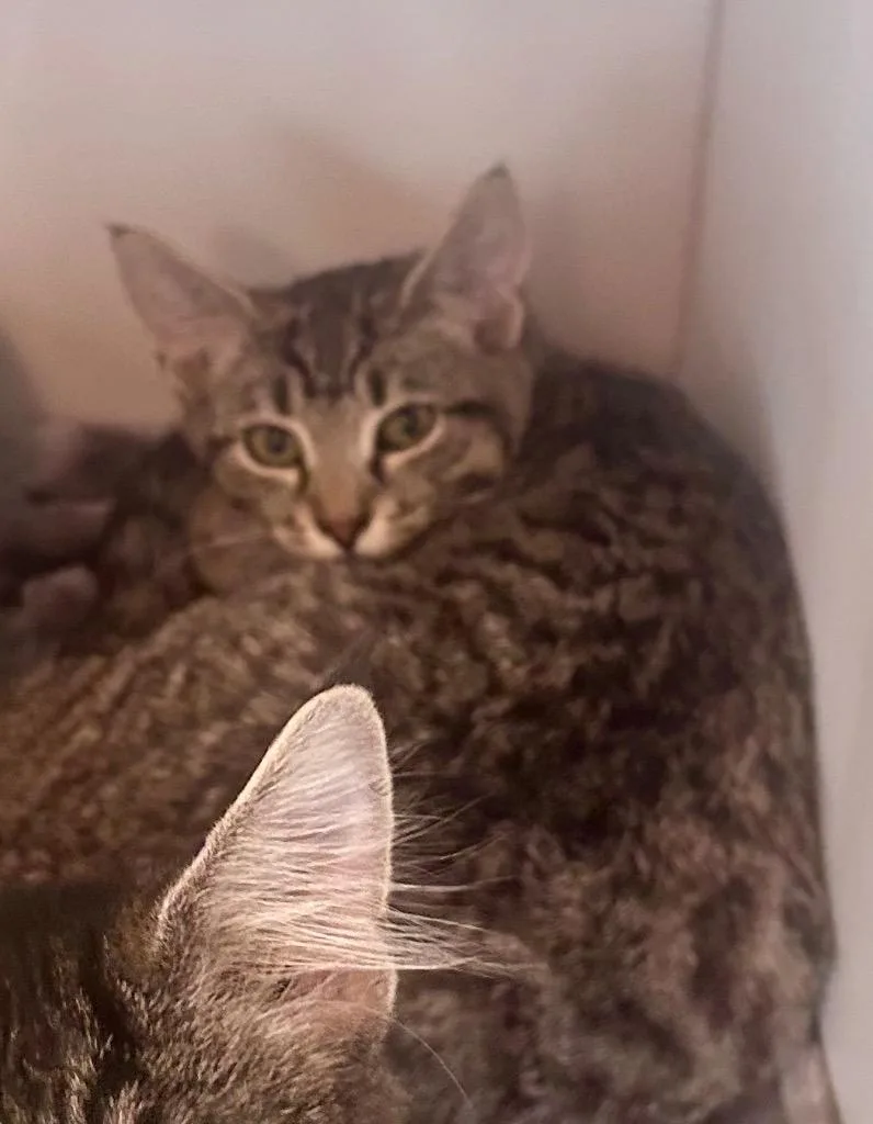 A baby medium-sized female Domestic Short Hair cat named Kristilina for adoption in Cumming, GA