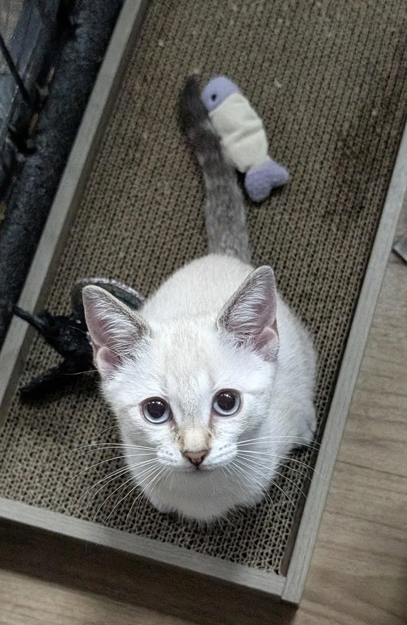 A baby medium-sized female Buff / Tan / Fawn Domestic Short Hair cat named Yoki .. for adoption in Apopka, FL