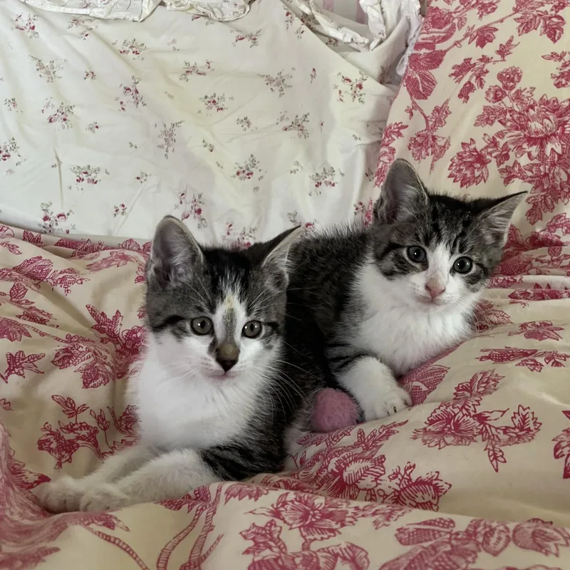 A baby medium-sized male Tabby (Brown / Chocolate) Domestic Medium Hair cat named Simon & Garfunkel for adoption in Buffalo, NY