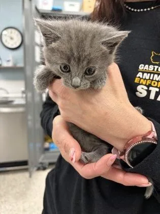 A baby small-sized female Domestic Short Hair cat named Astrid for adoption in Gastonia, NC