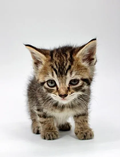 A baby small-sized female Domestic Short Hair cat named Taffy for adoption in Morton Grove, IL
