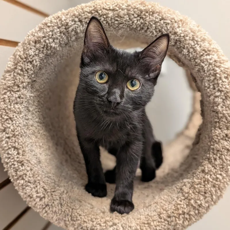 A baby small-sized female Black Domestic Short Hair cat named Peggy for adoption in Brookfield, WI