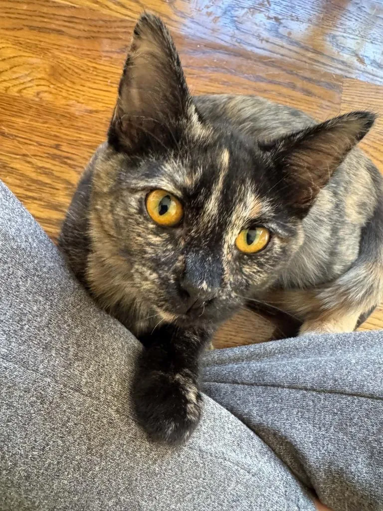A baby medium-sized female Tortoiseshell Domestic Short Hair cat named Jolene for adoption in Shawnee, KS