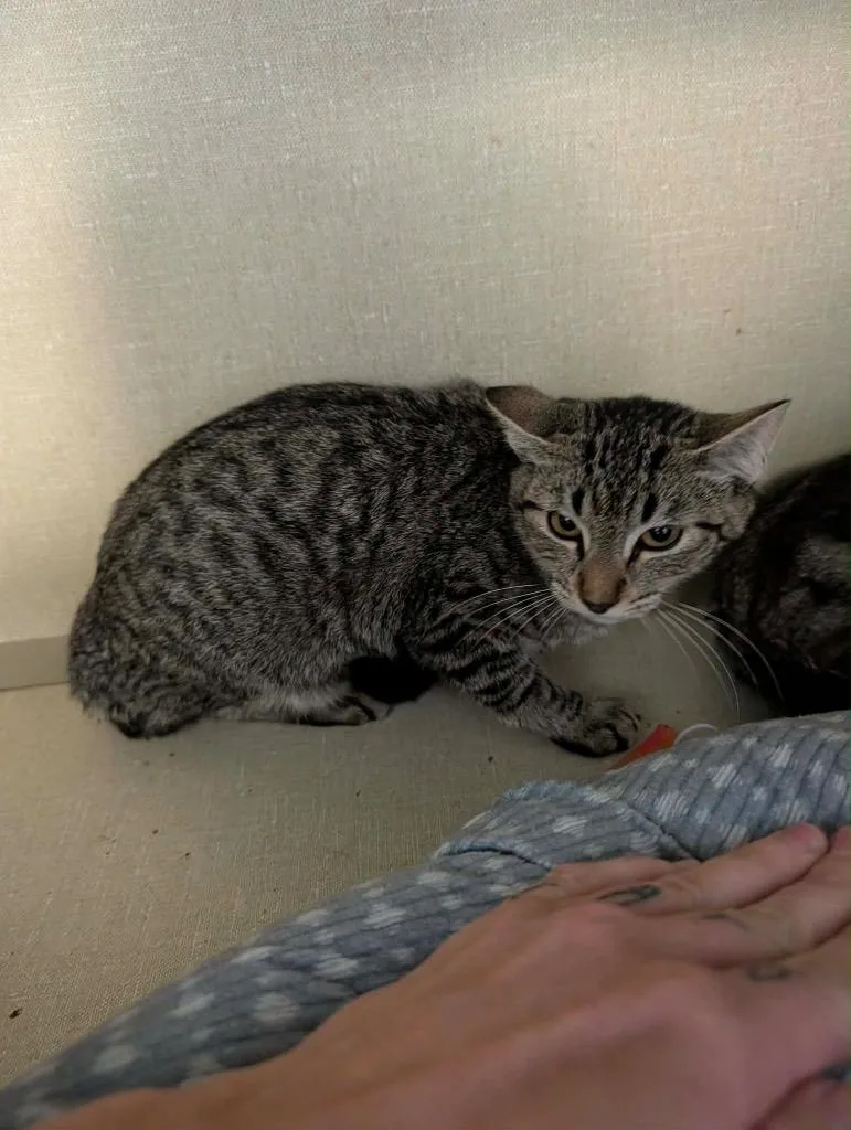 A baby medium-sized female Tabby cat named Sourdough for adoption in Grand Junction, CO