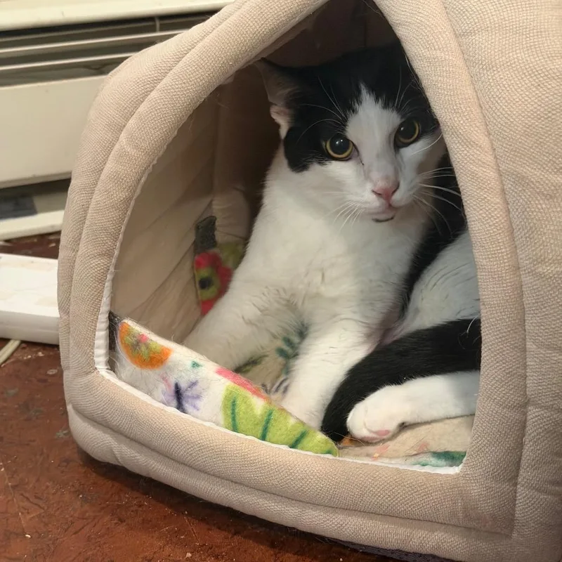 A young small-sized male Domestic Short Hair cat named Andy for adoption in SLIPPERY ROCK, PA