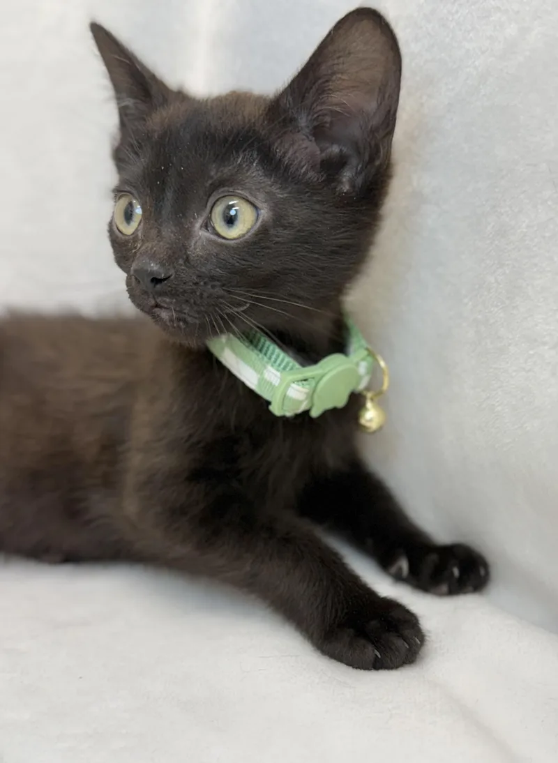 Columbia thumbnail 2