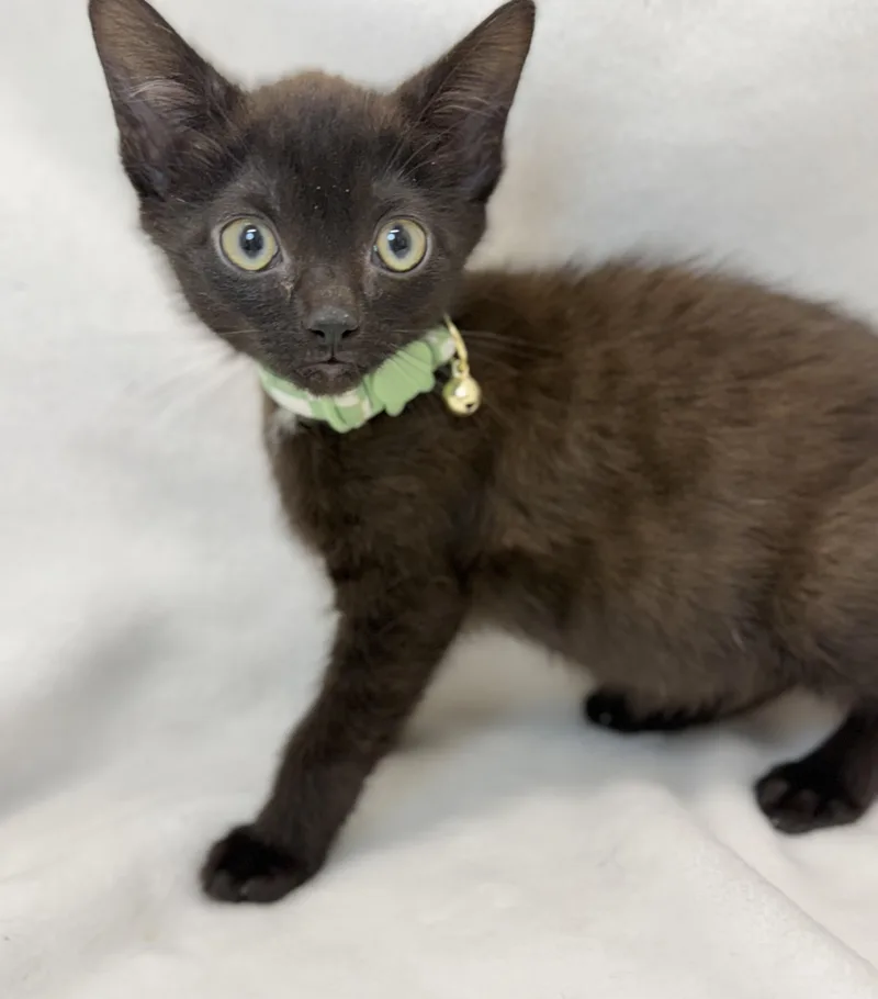 Columbia thumbnail 3