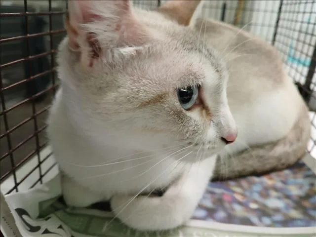 An adult medium-sized female Domestic Short Hair cat named Marta for adoption in Los Angeles, CA