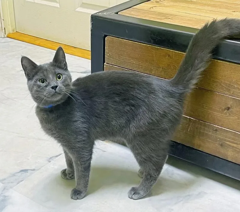 An adult large-sized male Gray / Blue / Silver Domestic Medium Hair cat named Artemis for adoption in Columbia, KY