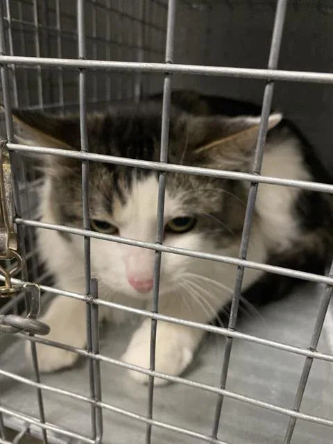 An adult medium-sized male Domestic Long Hair cat named Gooseberry for adoption in Las Vegas, NV