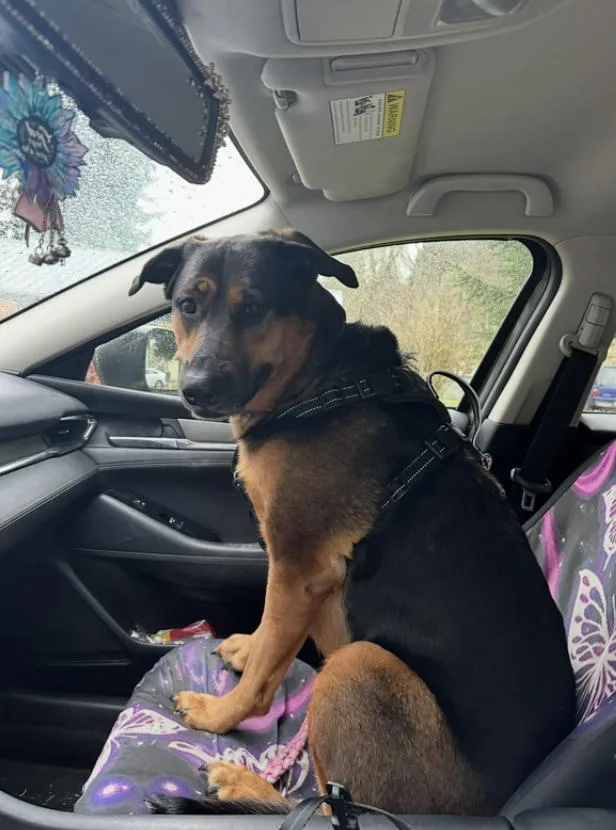 An adult medium-sized female German Shepherd Dog dog named Cinema for adoption in Zimmerman, MN