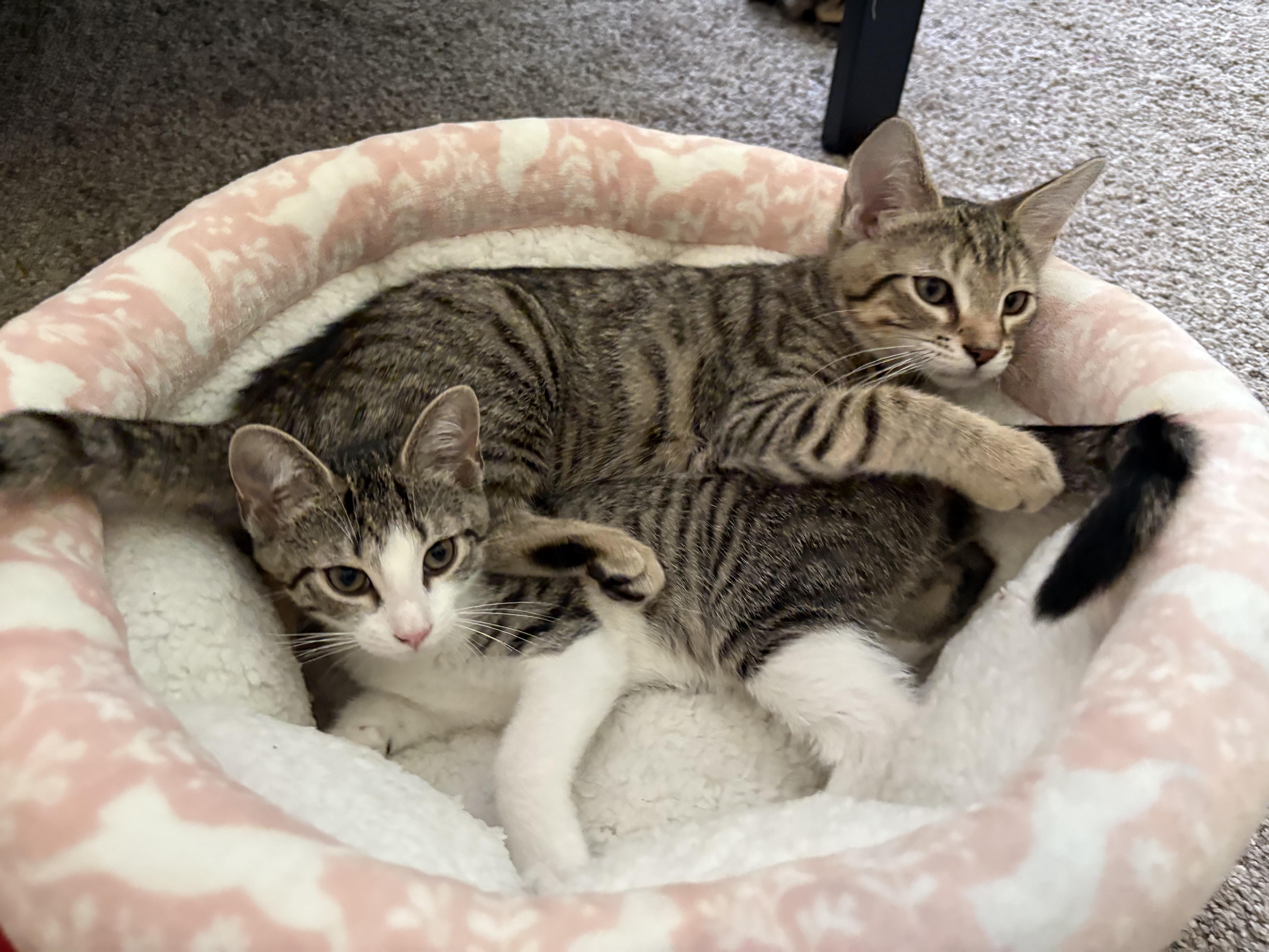 A baby medium-sized male Brown / Chocolate Domestic Short Hair cat named Bean for adoption in Dover, DE
