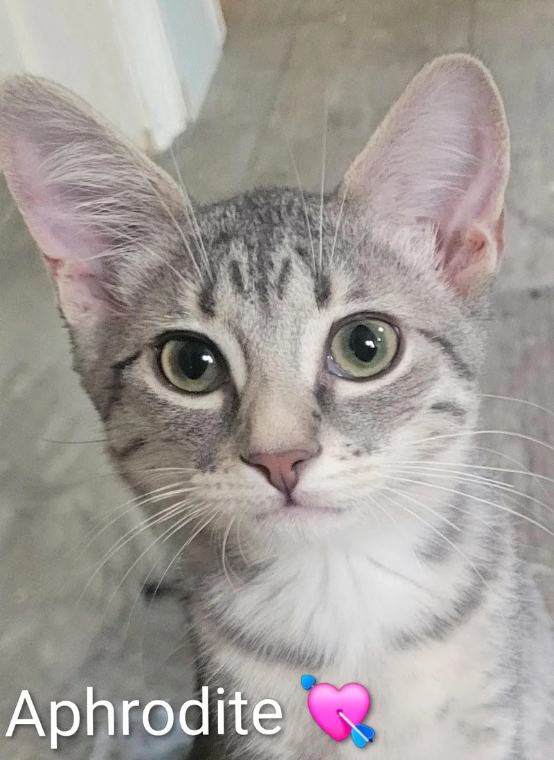 A baby medium-sized female Gray & White Domestic Short Hair cat named Aphrodite for adoption in Las Vegas, NV