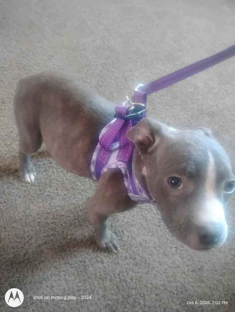 A young medium-sized female Gray / Blue / Silver American Bully dog named Violet for adoption in Noble, OK
