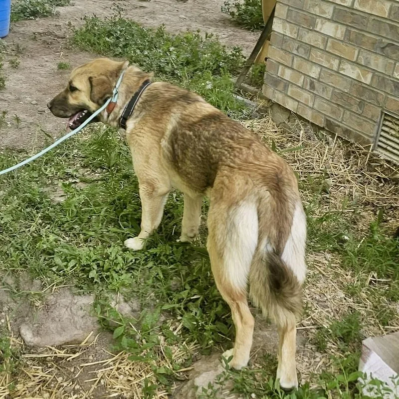A baby medium-sized female Bicolor Anatolian Shepherd dog named Ariel for adoption in Pocatello, ID