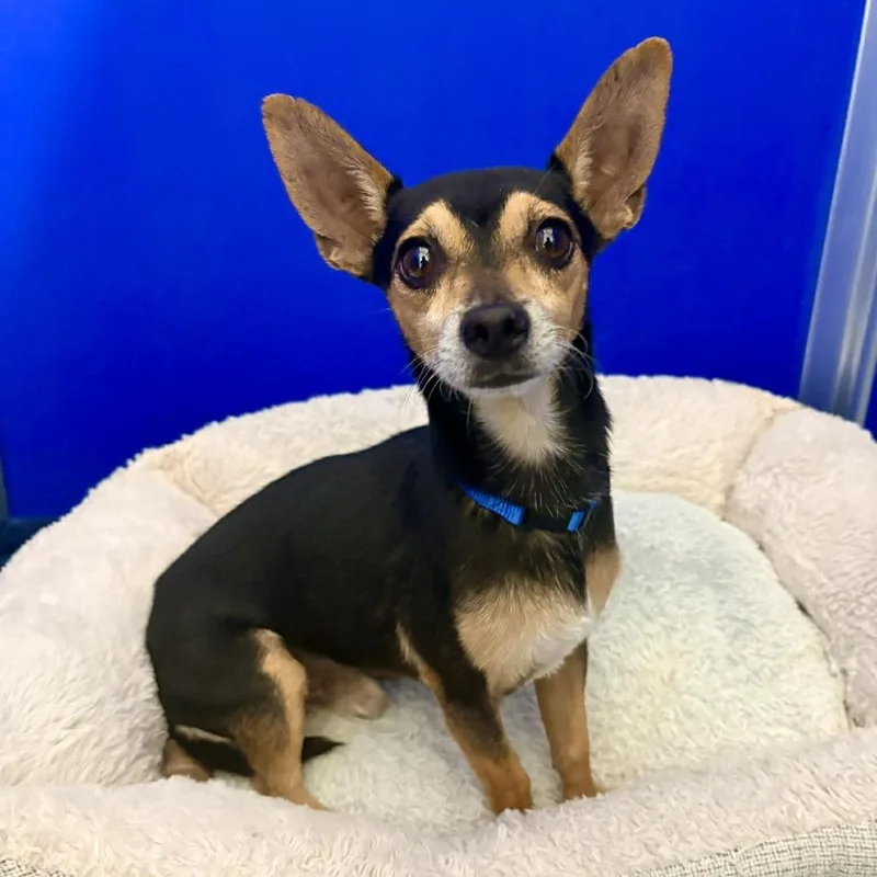 An adult small-sized male Black Mixed Breed dog named Daffy for adoption in Las Cruces, NM