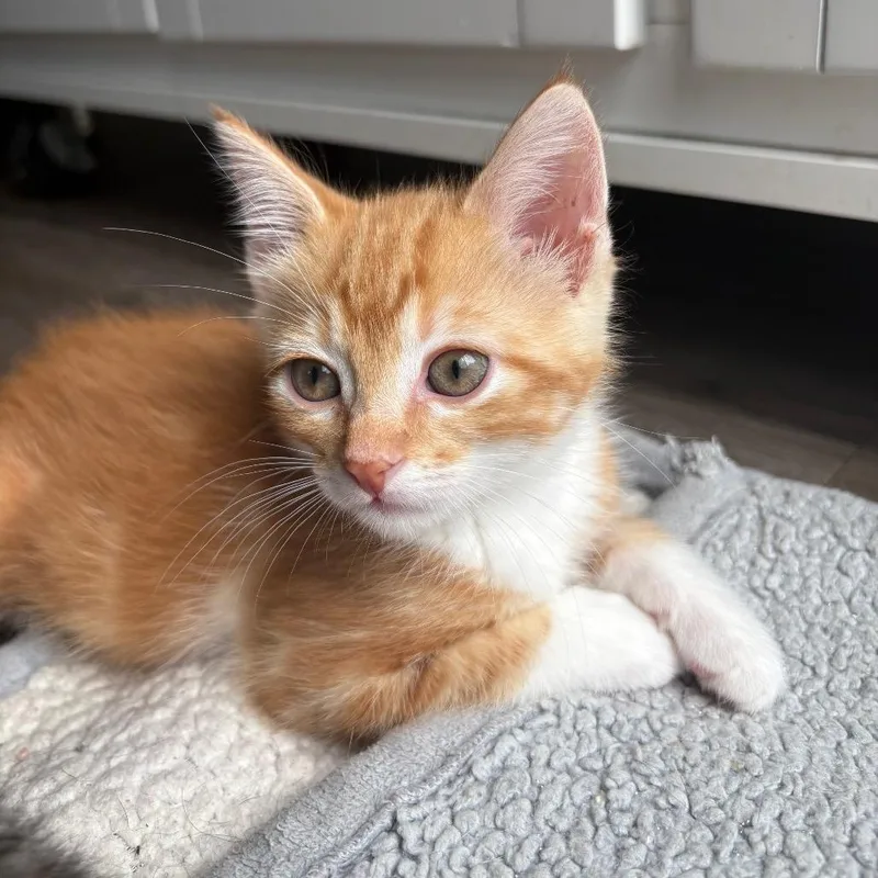 A baby small-sized male Orange / Red Domestic Short Hair cat named Cookie Dough for adoption in Waukesha, WI