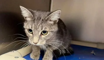 An adult medium-sized female Gray & White Domestic Short Hair cat named Bugsby for adoption in Sullivan, IN