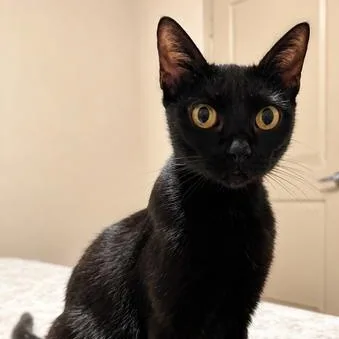 A young medium-sized female Black Bombay cat named Luna for adoption in Liverpool, TX