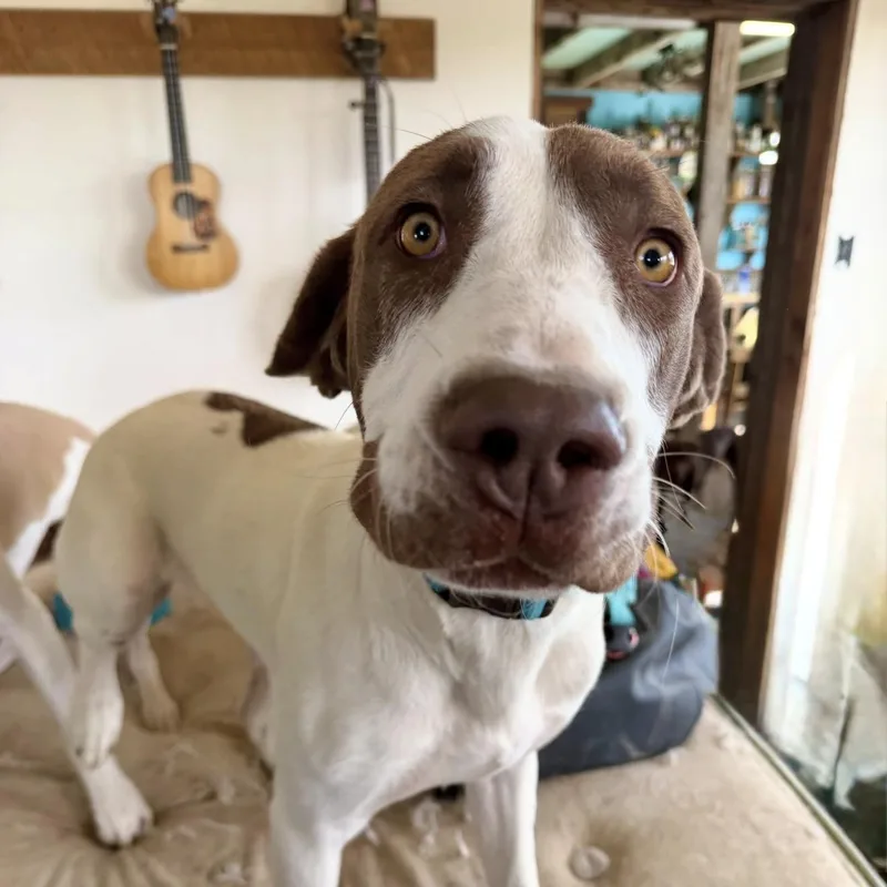 An adult medium-sized female Mixed Breed dog named Midge for adoption in Wilsall, MT