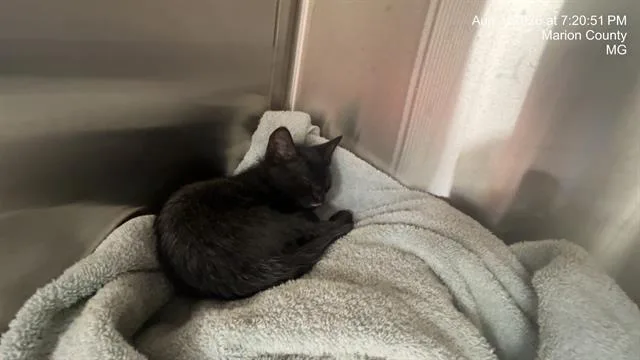 A baby small-sized female Domestic Short Hair cat named Engine for adoption in Ocala, FL