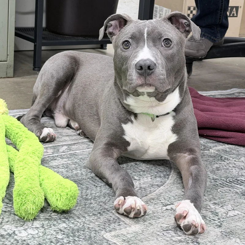 A young medium-sized male Gray / Blue / Silver Terrier dog named Linus for adoption in Lake Odessa, MI