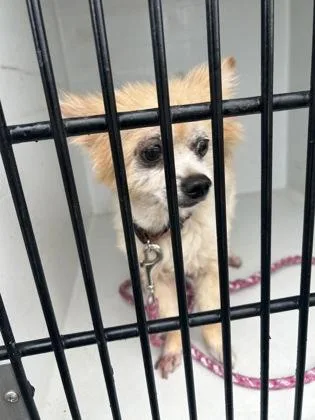 A senior small-sized female Pomeranian dog named Mango Smoothie for adoption in Atlanta, GA