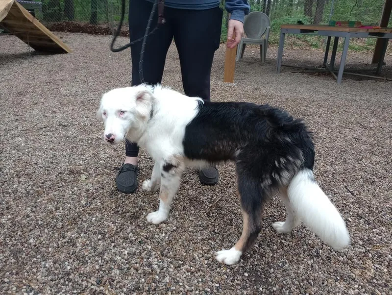 A baby medium-sized male Tricolor (Brown, Black, & White) Australian Shepherd dog named Waylon for adoption in Muskegon, MI