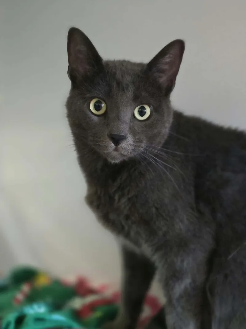 An adult medium-sized female Domestic Short Hair cat named Mei for adoption in Iowa City, IA