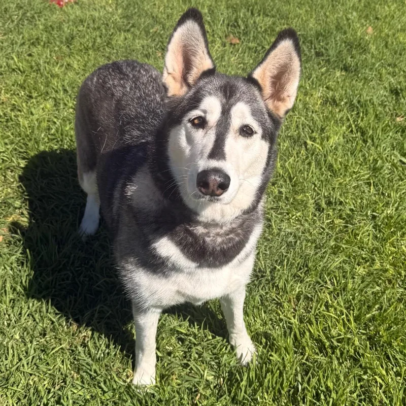 A senior large-sized female Husky dog named Tundra for adoption in Santa Barbara, CA
