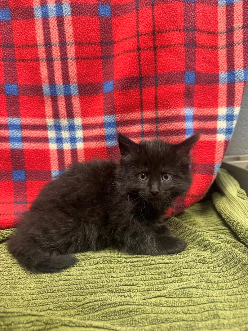 A baby small-sized male Black Domestic Medium Hair cat named Binx for adoption in Edinburg, VA