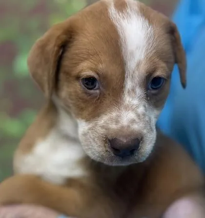 A young small-sized female Shepherd dog named Astrid for adoption in San Antonio, TX