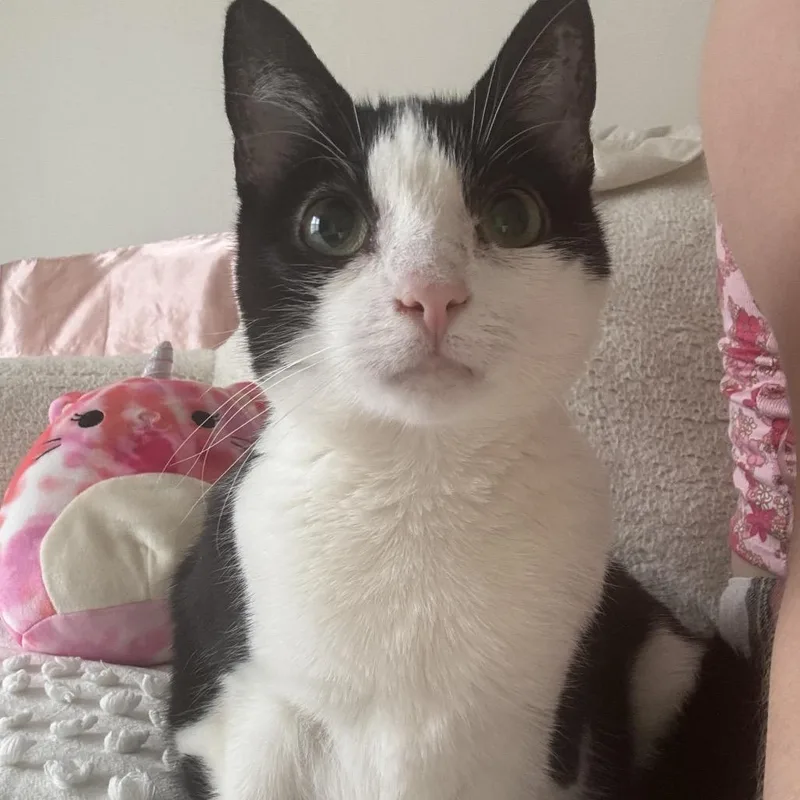 A senior medium-sized female Black Domestic Short Hair cat named Ethel Arc for adoption in Akron, NY