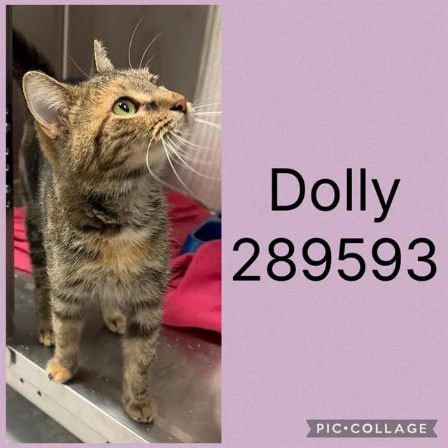 A young large-sized female Domestic Short Hair cat named Dolly for adoption in Macon, GA