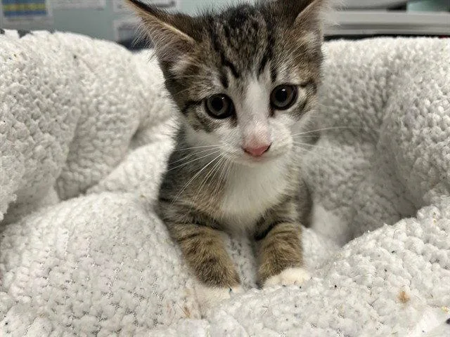 A baby small-sized female Brown / Chocolate Domestic Short Hair cat named Daphne for adoption in Tavares, FL
